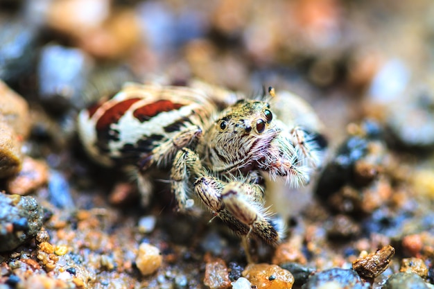 Spinne im Wald