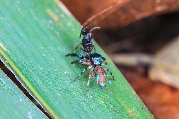 Spinne im Wald