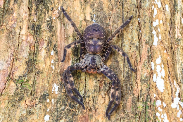 Spinne im Wald