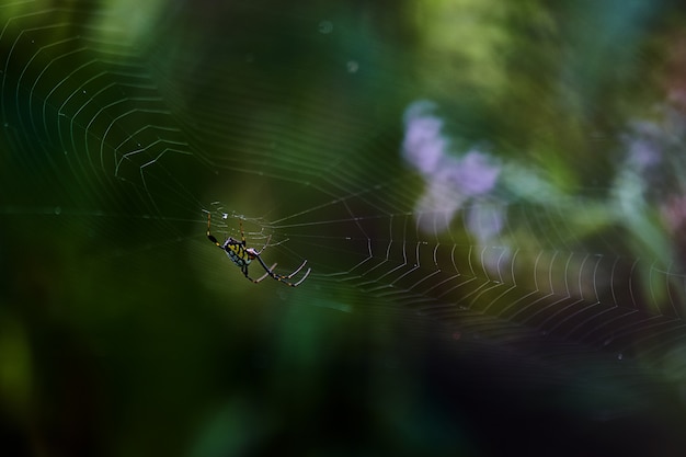 Spinne im Web