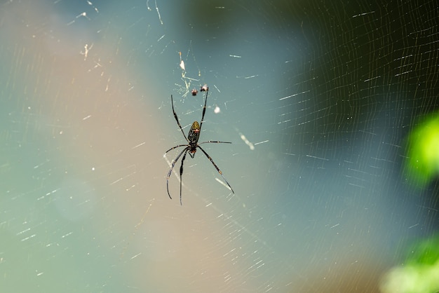 Spinne in einem Spinnennetz