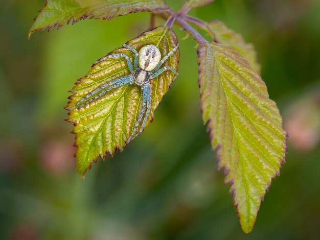 Spinne in ihrer natürlichen Umgebung.