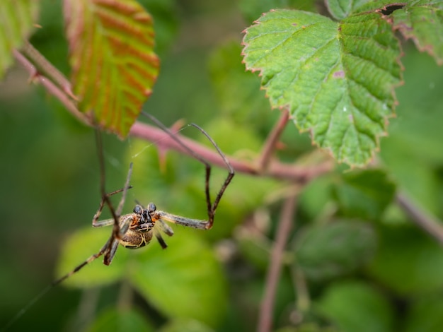 Spinne in ihrer natürlichen Umwelt.