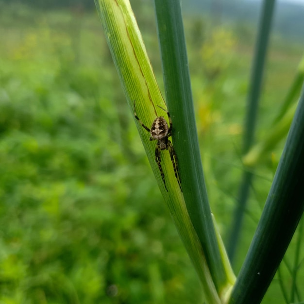 Spinne klettert auf die Graspflanze