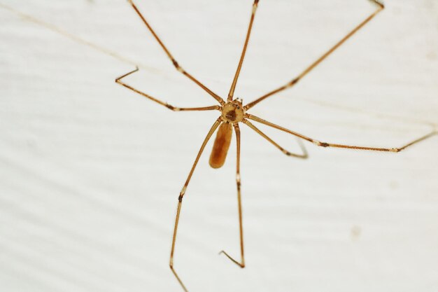 Spinne mit langen Beinen an der Wand aus nächster Nähe