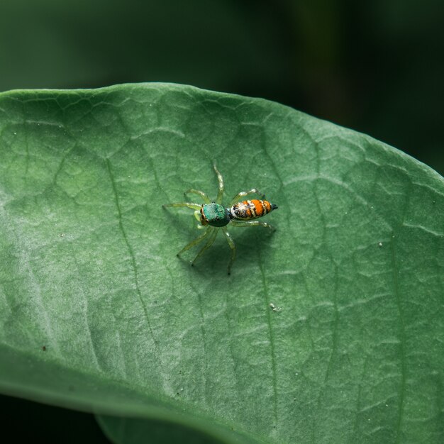 Spinne Orange auf dem Blatt