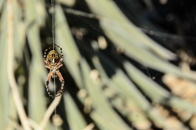 Spinne und Netz