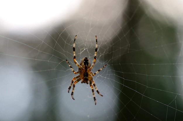 Spinne und Netz