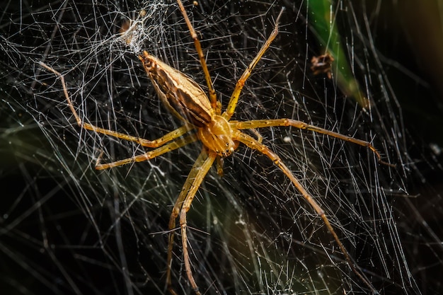 Spinnen im Nest