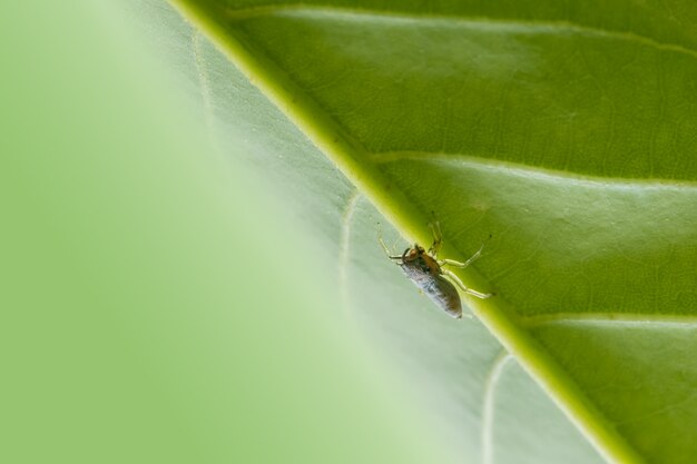 Spinnen-Waldnetz natürliche braune Arachnid