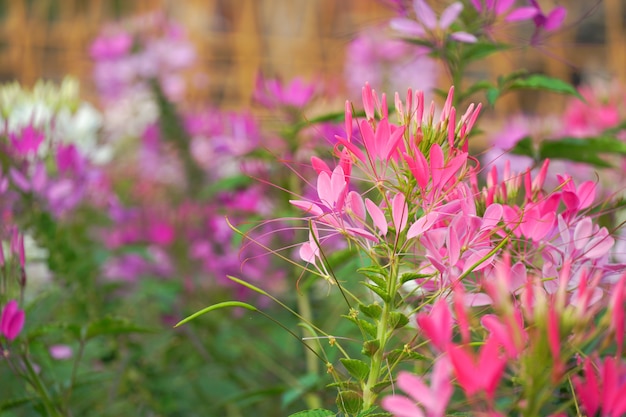 Foto spinnenblumen im feld