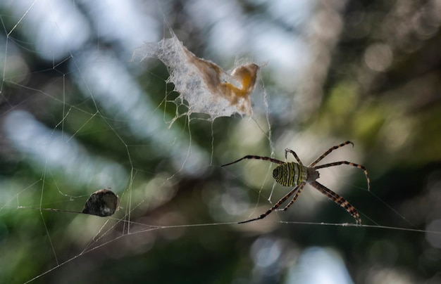 Spinnengewebter Sack, der am Spinnennetz hängt