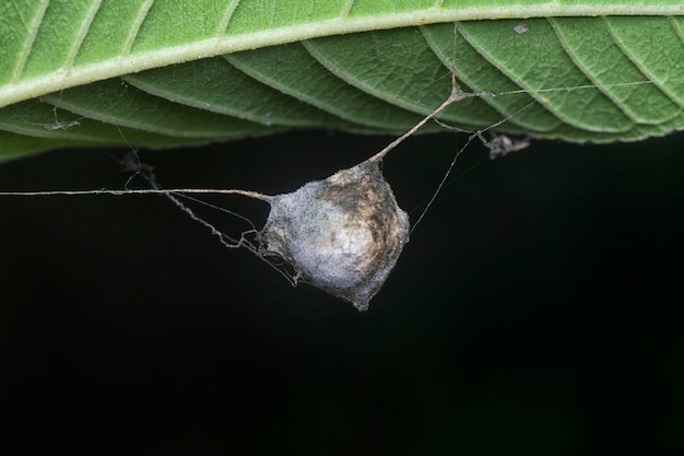 Spinnengewebter Sack, der am Spinnennetz hängt