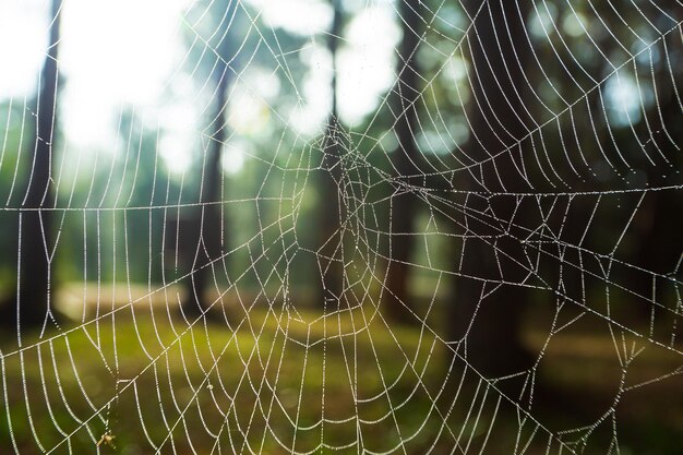 Foto spinnenherbstwald spinnennetz mit tautropfen