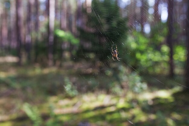 Spinnenklettern im Web im Herbst