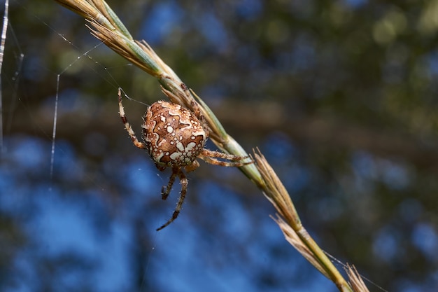 Spinnenkreuz (lat. Araneus) repariert die vom starken Wind zerrissenen Spinnweben.