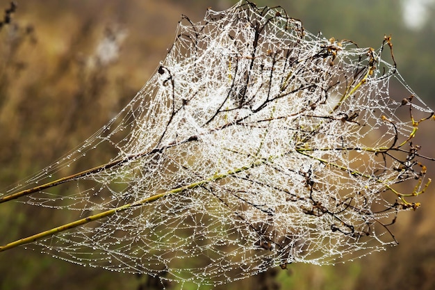 Spinnennetz auf den Zweigen eines Busches