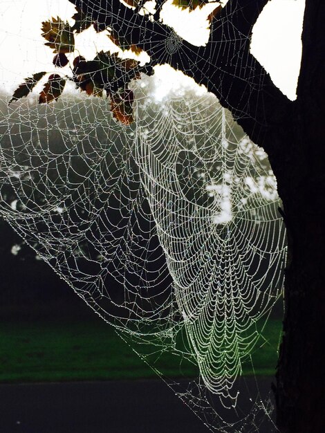 Spinnennetz auf einem Baum