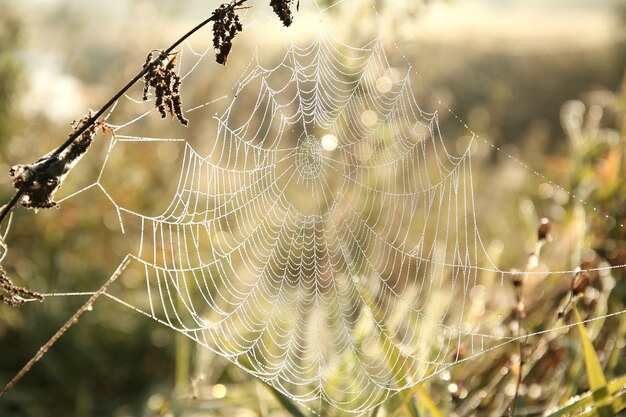 Spinnennetz auf einer Wiese bei Sonnenaufgang