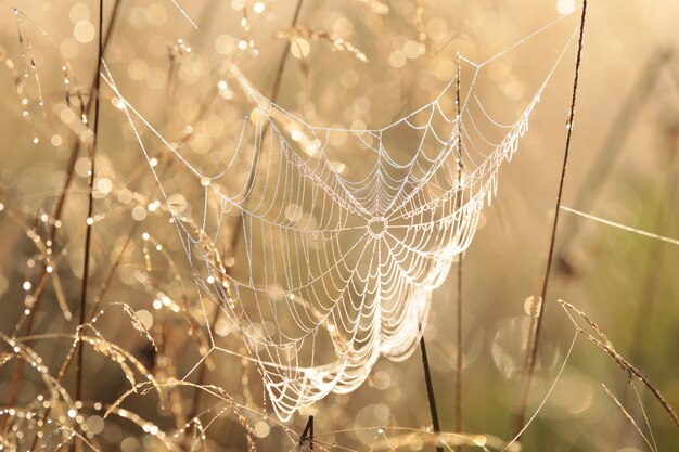 Spinnennetz auf einer Wiese bei Sonnenaufgang