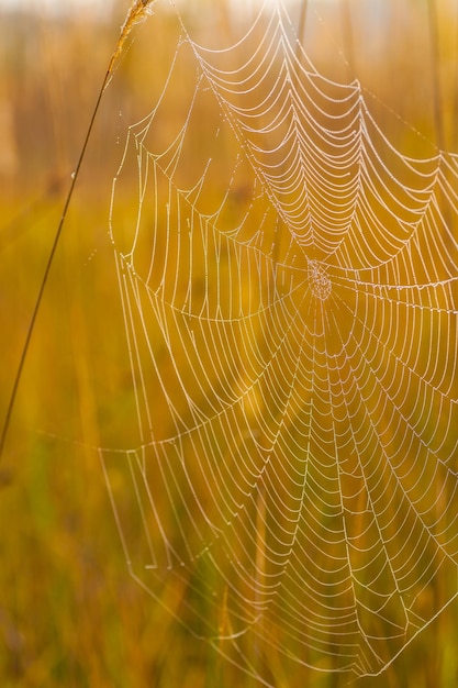 Spinnennetz auf einer Wiese bei Sonnenaufgang