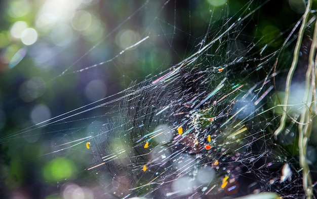 Spinnennetz auf Ästen im Sonnenlicht im Sommerwald