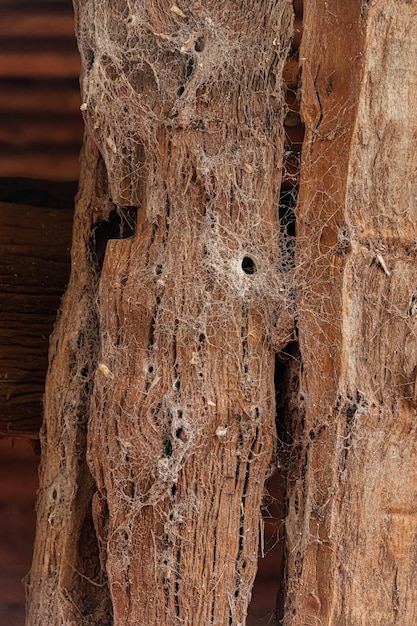 Spinnennetz des Südlichen Hauses