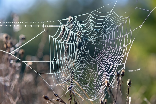 Spinnennetz im Freien an sonnigen Sommer- oder Herbsttagen Natürliches Wildleben