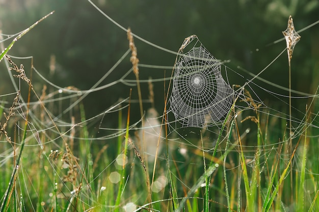 Spinnennetz im Gras im Sommer