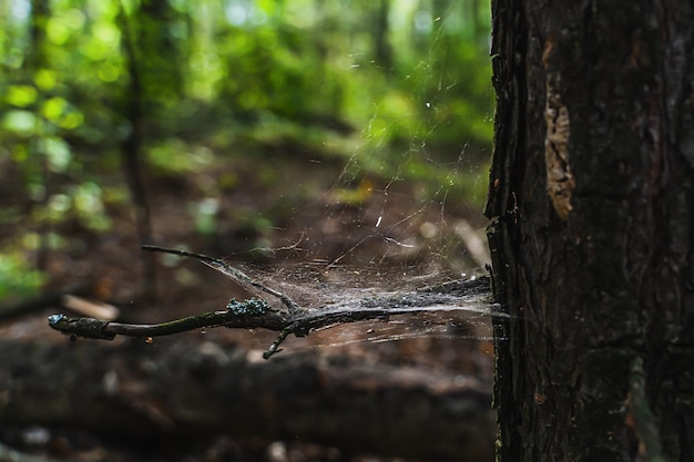 Spinnennetz im Wald auf einem Baum webt die Spinne ein Netz, eine Falle für Insekten