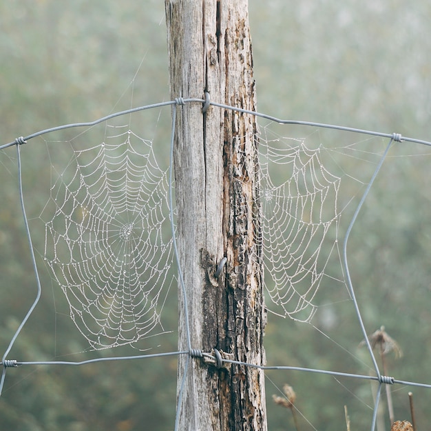 Spinnennetz im Zaun