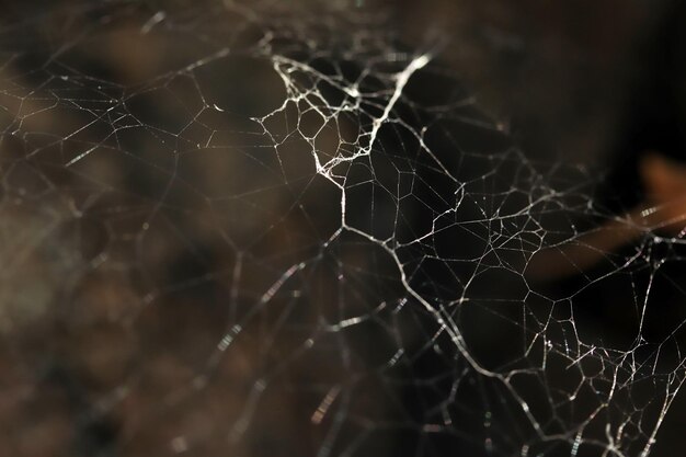 Spinnennetz in der Natur Naturhintergrund