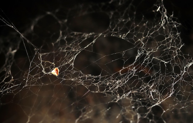 Spinnennetz in der Natur Naturhintergrund