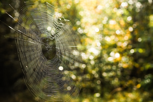 Spinnennetz in einem Wald schließen oben Spinnennetz auf einem Hintergrund von verschwommenem Grün