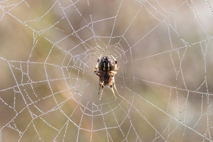 Foto spinnennetz mit glänzenden wassertropfen