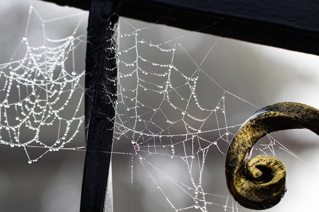 Spinnennetz mit Regentropfen auf Metallschmiedekonstruktion.