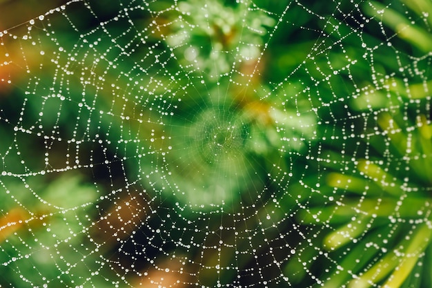 Spinnennetz mit Regentropfen in grüner Pflanze