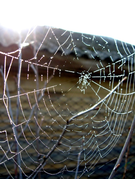 Spinnennetz mit Tau auf dem grünen Hintergrund des Grases