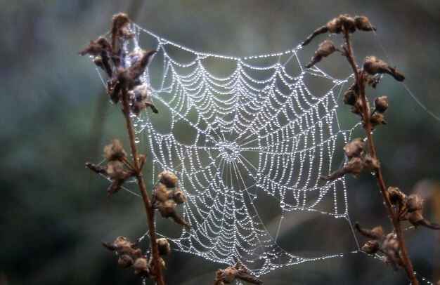 Foto spinnennetz mit tautropfen auf dem gras in der natur