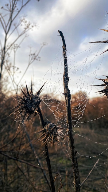 Foto spinnennetz mit tauwassertropfen