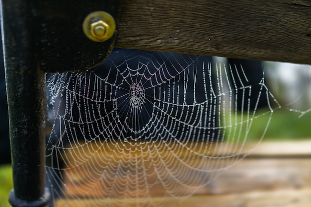 Spinnennetz mit Wassertropfen