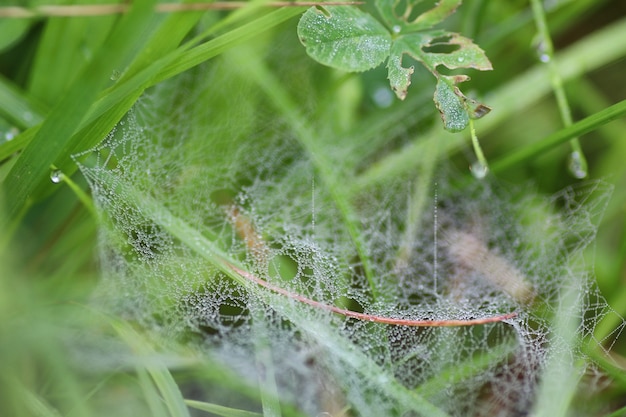 Spinnennetz Tautropfen Wasser