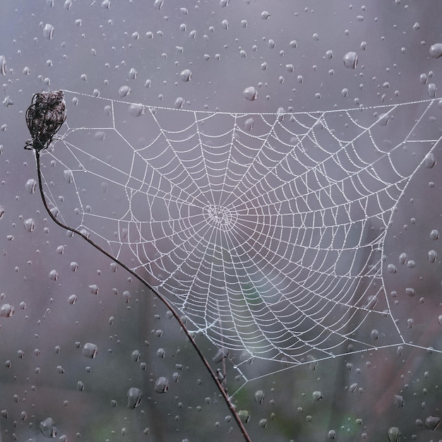 Spinnennetz und Regentropfen in der Herbstsaison