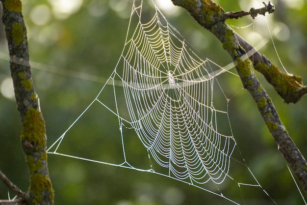 Spinnennetz zwischen Bergpflanzen