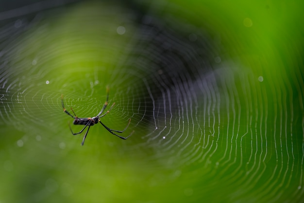 Spinnennetze auf einem unscharfen Hintergrund.