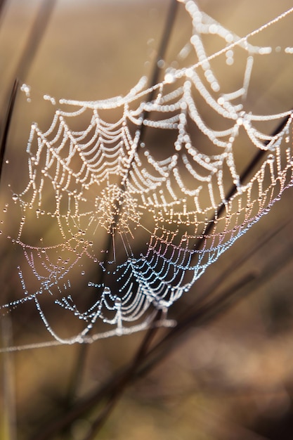 Spinnennetzseide mit Tautropfen