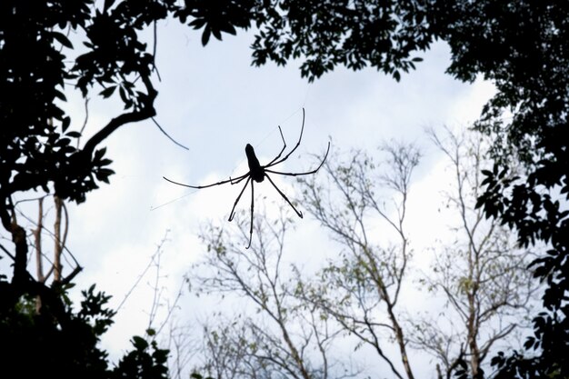 Spinnenschattenbild im Wald in Nordthailand