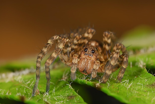 Spinnenspringer-Makro, Arachnophobie, schöne Springspinne, giftige Spinne