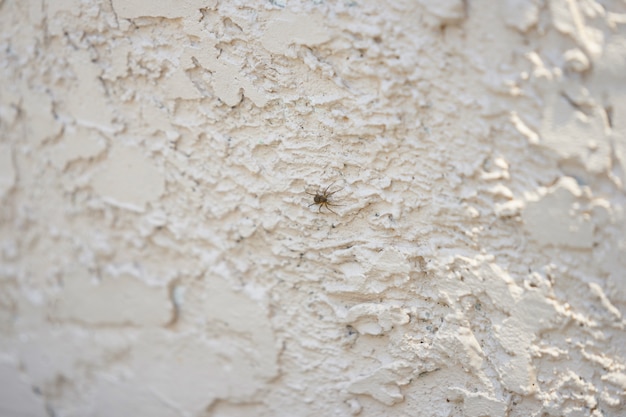 Spinnenweg auf Wand der rauen Betondecke mit selektivem Fokus