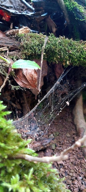 Spinnwebe im Wald